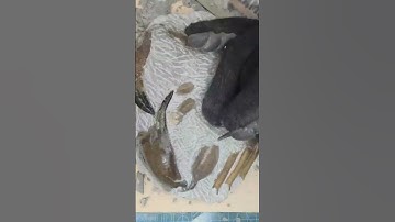 25+ hours to reveal a fossil hiding in a rock #fossils #geology #secret