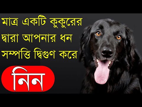 ভিডিও: একটি কুকুরের হলুদ ফিতা বলতে কী বোঝায়?