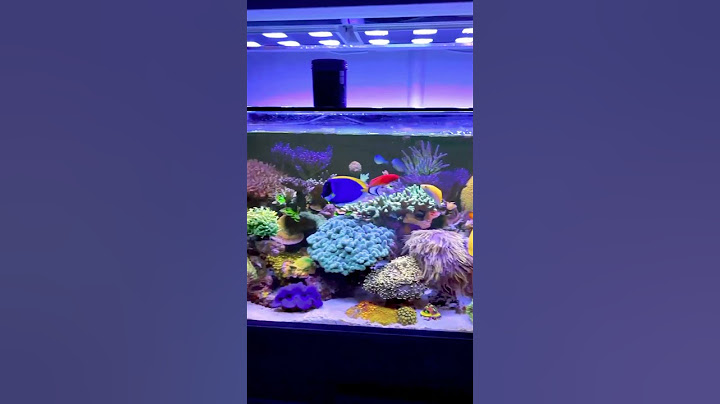 Aquarium Ikan Hias Air Laut