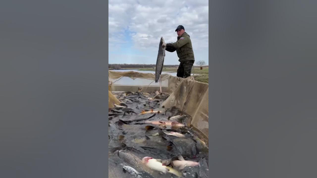 Пруд дубки саратов. Пруд Черноморец Саратов. Пруд Черноморец Саратов рыбалка. Рыбалка Верхневыксунский пруд. Рыбалка на карася Саратов.