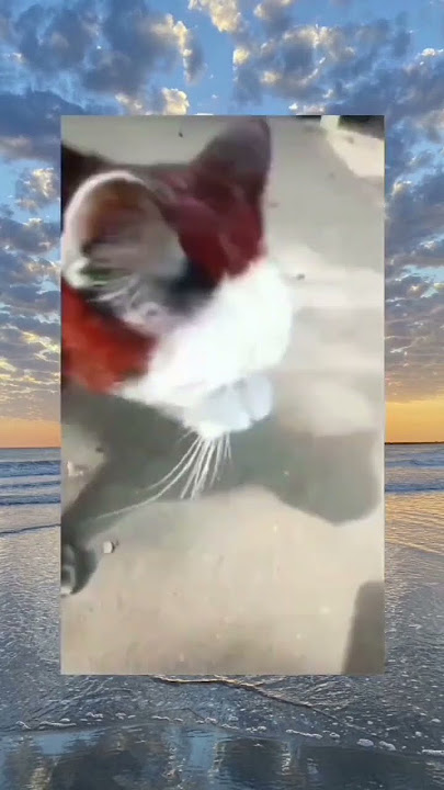 Viral kucing muka aneh 🗿#meme #viral #shorts