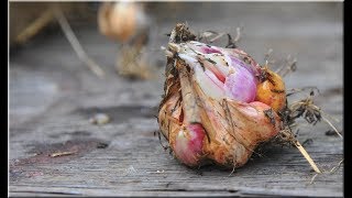 17.1.2020 - 2017-2020 Histoire De Notre Culture De Lail