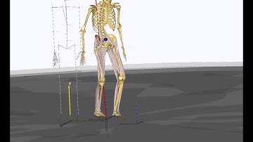 Musculoskeletal gait model using Kinect input