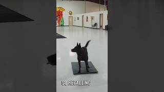 THIS will STOP your dog barking at the door dogtraining