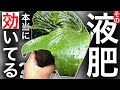 【葉面散布】正直「ほぼ意味ない」と思ってる【ビカクシダ・コウモリラン】
