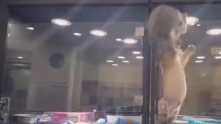 Arkadaşına Ulaşmak Için Türlü Tehlikeler Atlatan Cesur Kedi