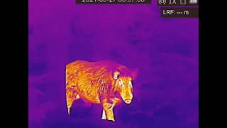 HIKMICRO GRYPHON Series - spotting wild boars