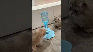 Portable cat dispenser #cat #bestpetsupplies #pets Portable cat dispenser #cat #bestpetsupplies #pets