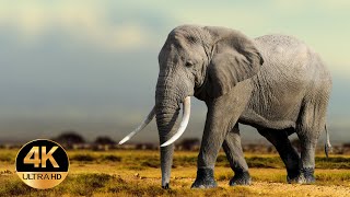 Wilde Tiere Afrikas. Tiergeräusche. 4K Ultra Hd
