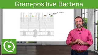 The Gram-positive Solution: Overview \& Structure– Microbiology | Lecturio