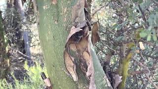 🌳 The chañar also called sofaique (Geoffroea decorticans) is a tree of the Fabaceae family 🌳 🎥 ❌ 4K