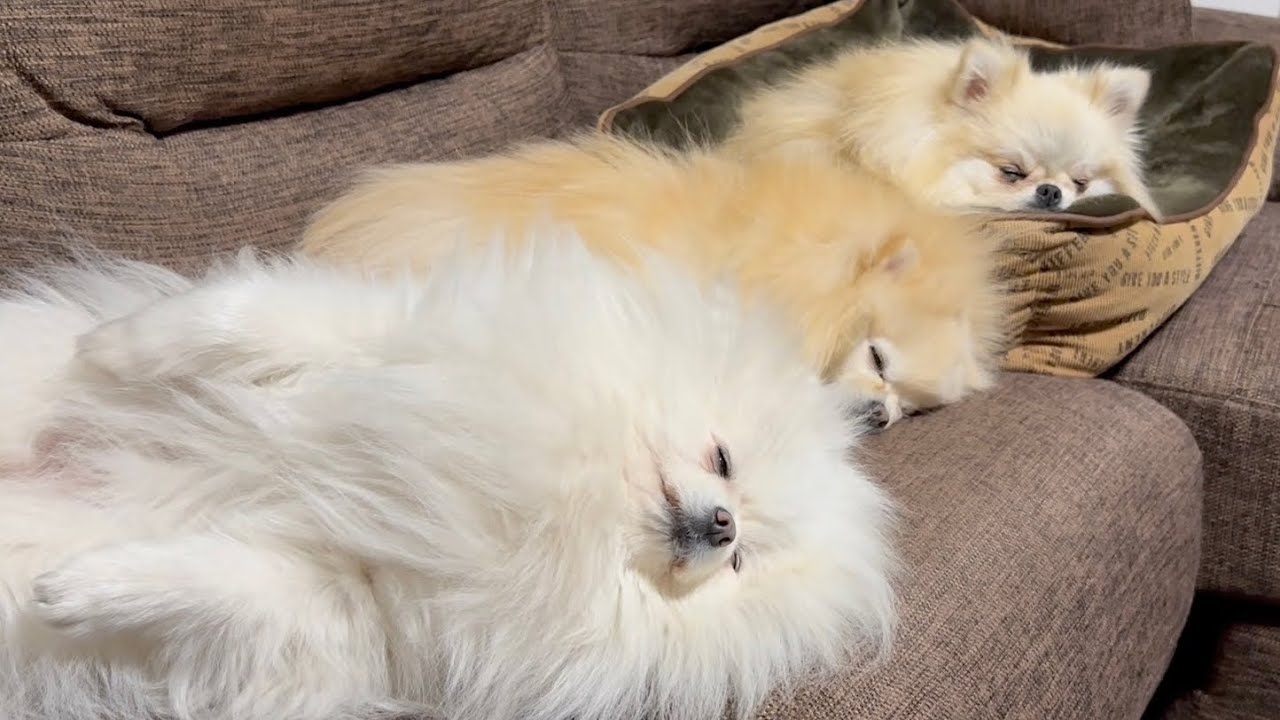 ⭐︎専用⭐︎ ポメラニアンの足様 もちゃん🐶🍮ポメラニアン on X: 