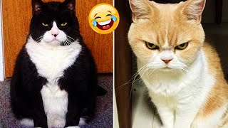 Best Funny Cats And Dogs Videos   Funny Animals Compilation