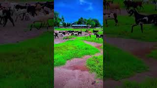 Goat Farm Ing In Okara Stan