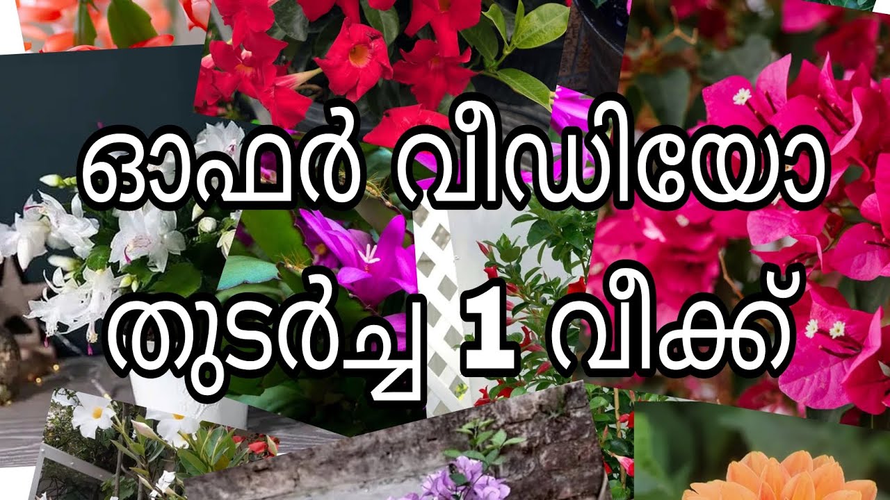 ഓഫർ വീഡിയോ തുടർച്ച.  1 വീക്ക്‌  ഓഫർ 😍😍😍😍🎇🎇🎇🥳🥳🥳🥳🥳😱😱😱