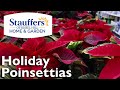 Poinsettias Have Arrived at Stauffers of Kissel Hill Home &amp; Garden Stores!
