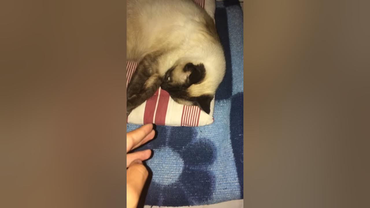 Vidéo choque 😰🔞mon chat me mord le doigt je saigne beaucoup beaucoup 😰 YouTube