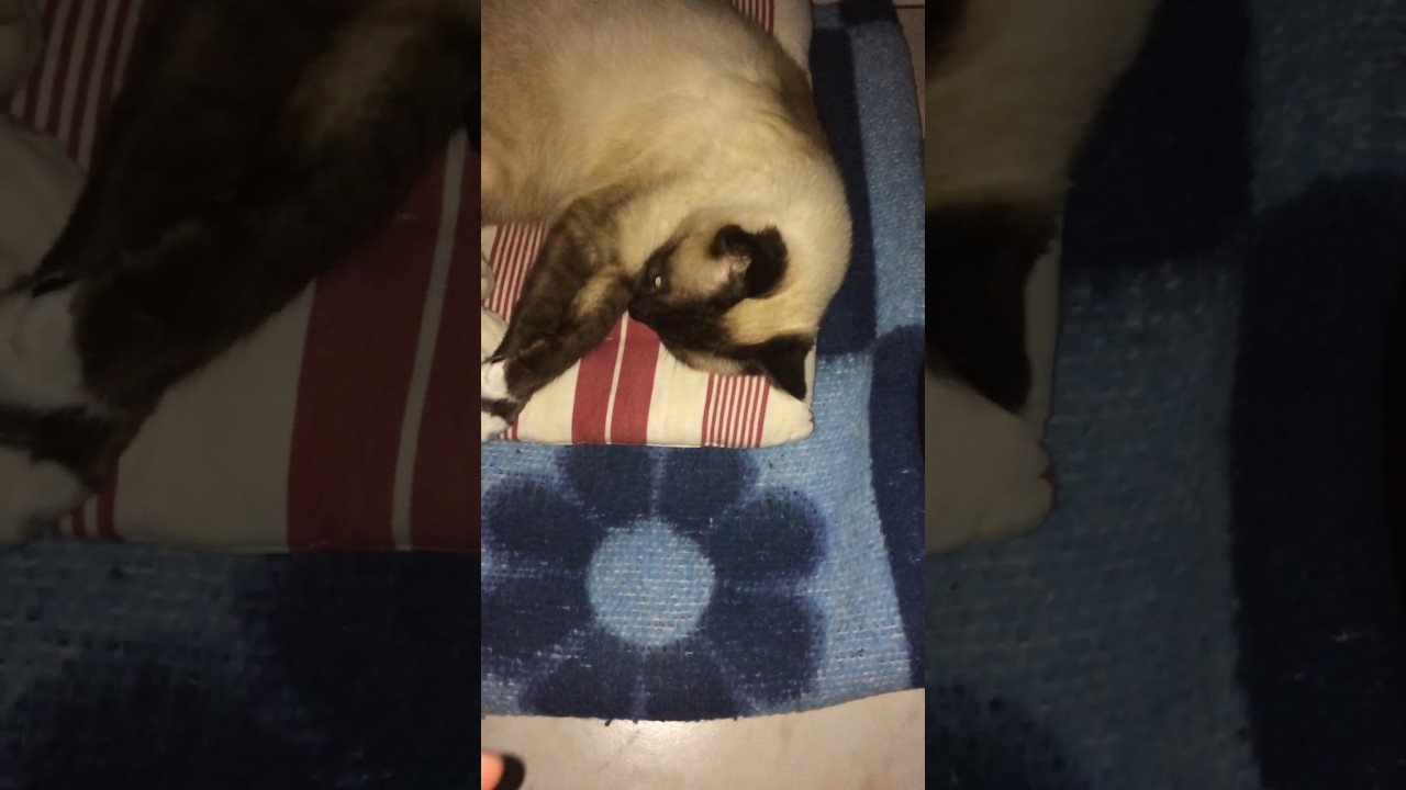 Vidéo choque 😰🔞mon chat me mord le doigt je saigne beaucoup beaucoup 😰 YouTube