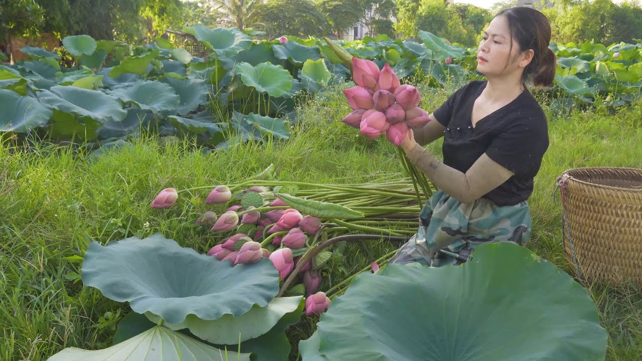 Harvesting Lotus flower and seeds go to market sell| Make Incredible Lotus foods | Alma Daily Life