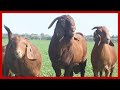  kalahari reds goat farm south african