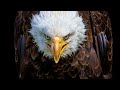 【世界最強】鳥類強さランキングTOP10‼【空中戦】