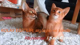 Abyssinian - Habeş - Mısır Kedisi