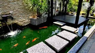 #Kolamikan Kolam ikan koi di samping rumah sangat menginspirasikan