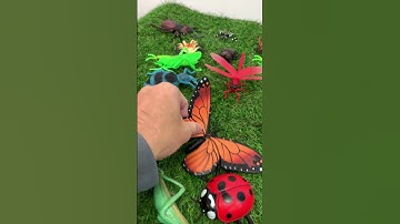 Bugs & Insects Learning Fun!  #KidsLearning