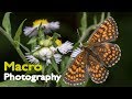 Macro photography with DIY flash diffuser