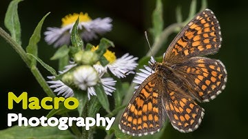 Macro photography with DIY flash diffuser