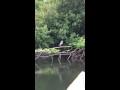 Heron flys in slo-mo