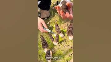 The ultimate morel mushroom hunting guide