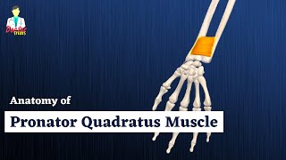 Pronator Quadratus Muscle Anatomy | Deep Muscle of Anterior Forearm | Doctor Speaks