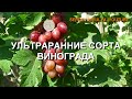 Ультраранние сорта винограда. 30 июля - 2 августа 2020 г. www.vinograd-kriulya.com