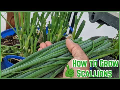 Wideo: Scallion Rośliny: Jak Uprawić Scallion