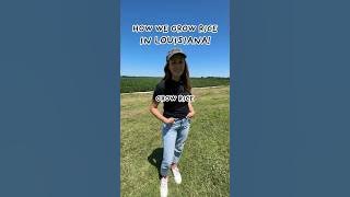 STEP-BY-STEP HOW WE GROW RICE IN LOUISIANA 🌾🐊 #farming #rice