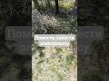 Расчищаем территорию от зарослей #заброшенныйдом #построилидомиквдеревне #кино #рестоврация