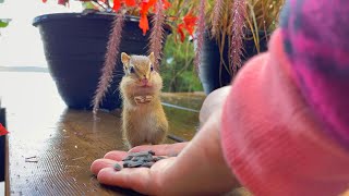 Baby Chipmunk Came For Some Winter Food
