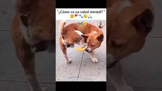 😓🚩 Así andamos... 🐾🙏🏻😢#amor #love #pets #doglover #perros #god #dios #dog #dios