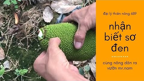 Hướng dẫn cắt tỉa và nhận biết trái mít thái bị sơ đen|để biết như thế nào mời anh em xem nhe?