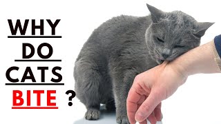 15 Shocking Reasons Why Your Cat Bites You by Cats Insider  404 views 1 month ago 9 minutes, 36 seconds