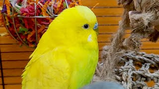 budgie sounds for lonely birds