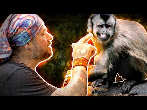 A moda (irresponsável) de ter um macaco-prego como animal de