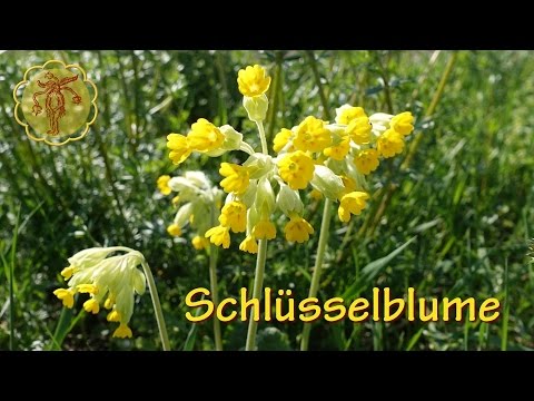 Heilpflanze: Schlüsselblume