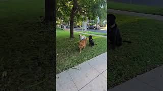 New Game With Shadow, Chance And Crazy Nina