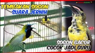 TEMBAKAN SOGON NGALAS SUARA JERNIH || SOGOk ONTONG  GACOR DOR