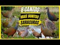 TOP 8: Cantos De Saracuras MAIS BONITOS - Aves  COMUNS No Brasil Que Vão Fazer Você LEMBRAR Da ROÇA!