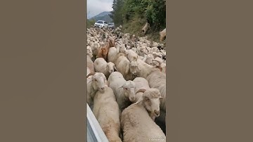 sheep