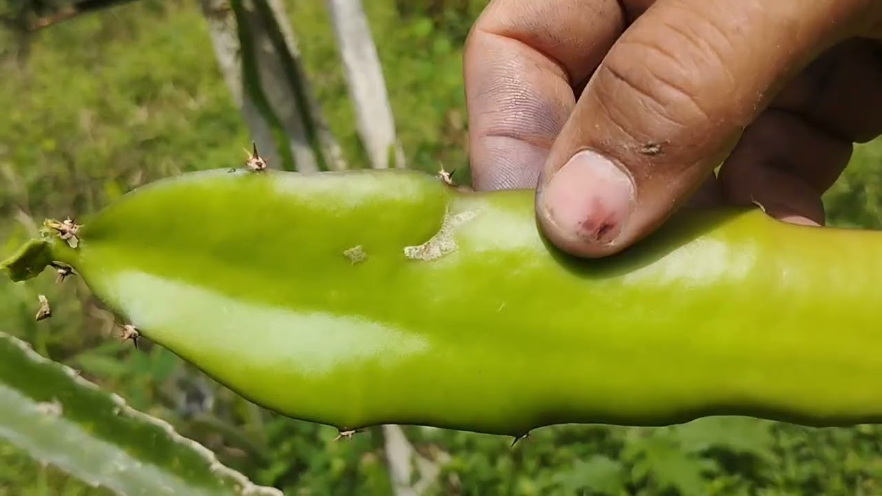 Ums dos melhores enxertos de pitaya  troca de brotos