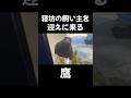 寝坊の飼い主を迎えに来る鷹！ハリスホーク#鷹匠 #鷹狩 #猛禽類 #harrishawk